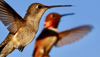 26 maart - 16 mei: Landen op je eigen plek - energie voor 52 dagen